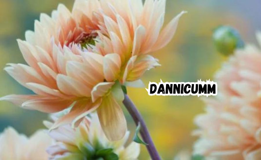 dannicumm