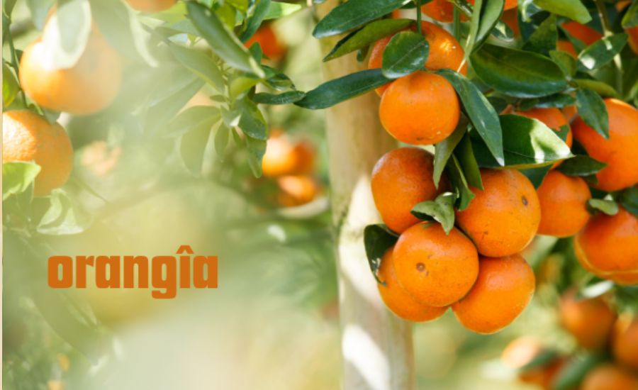 orangîa