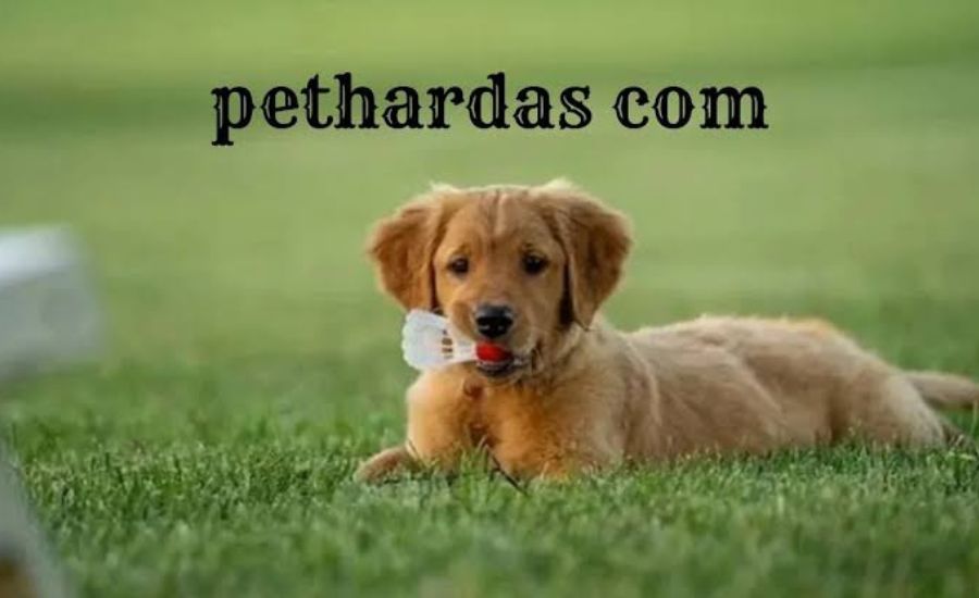 pethardas com