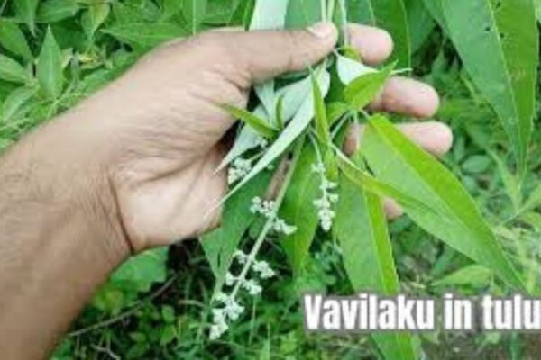 vavilaku in tulu