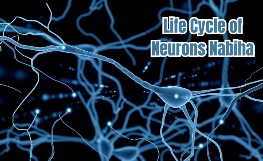 life cycle of neurons nabiha