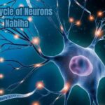 life cycle of neurons nabiha