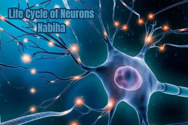 life cycle of neurons nabiha