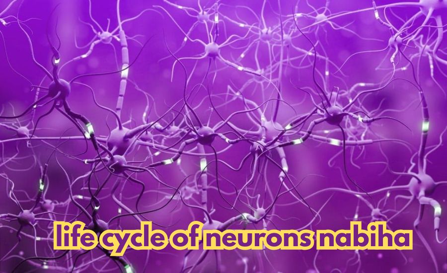 life cycle of neurons nabiha